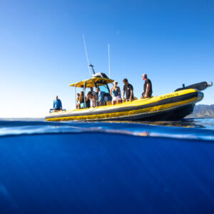 Haleiwa Whale and Dolphin Watching Tour