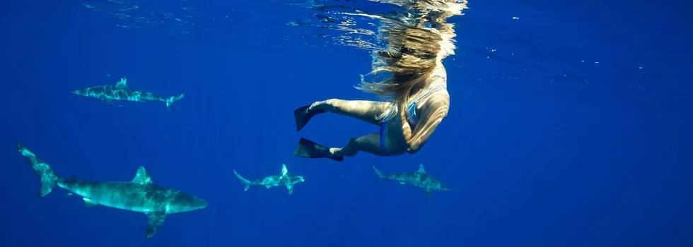 Swim With Sharks Oahu Hawaii No Cage
