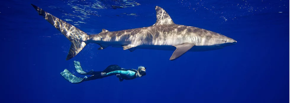 Swim With Sharks Oahu No Cage