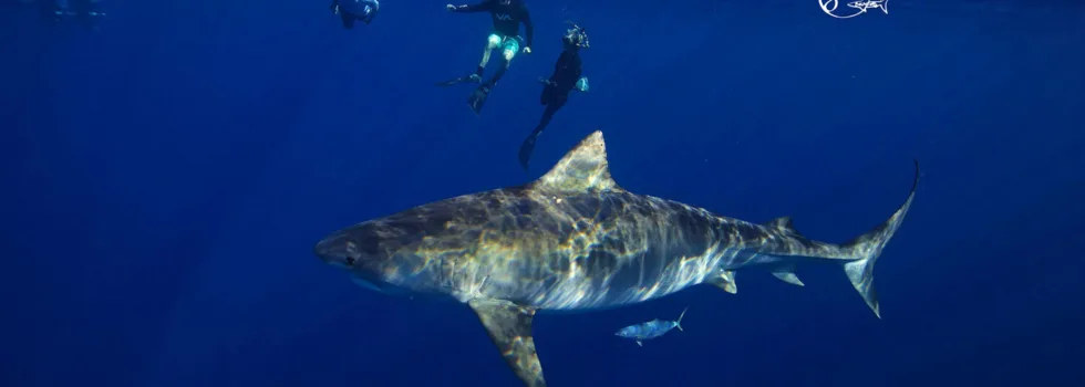 Swim With Sharks Hawaii