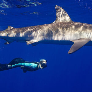 Shark Snorkeling without the Cage