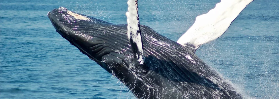 Whale watching on waikiki private luxury yacht