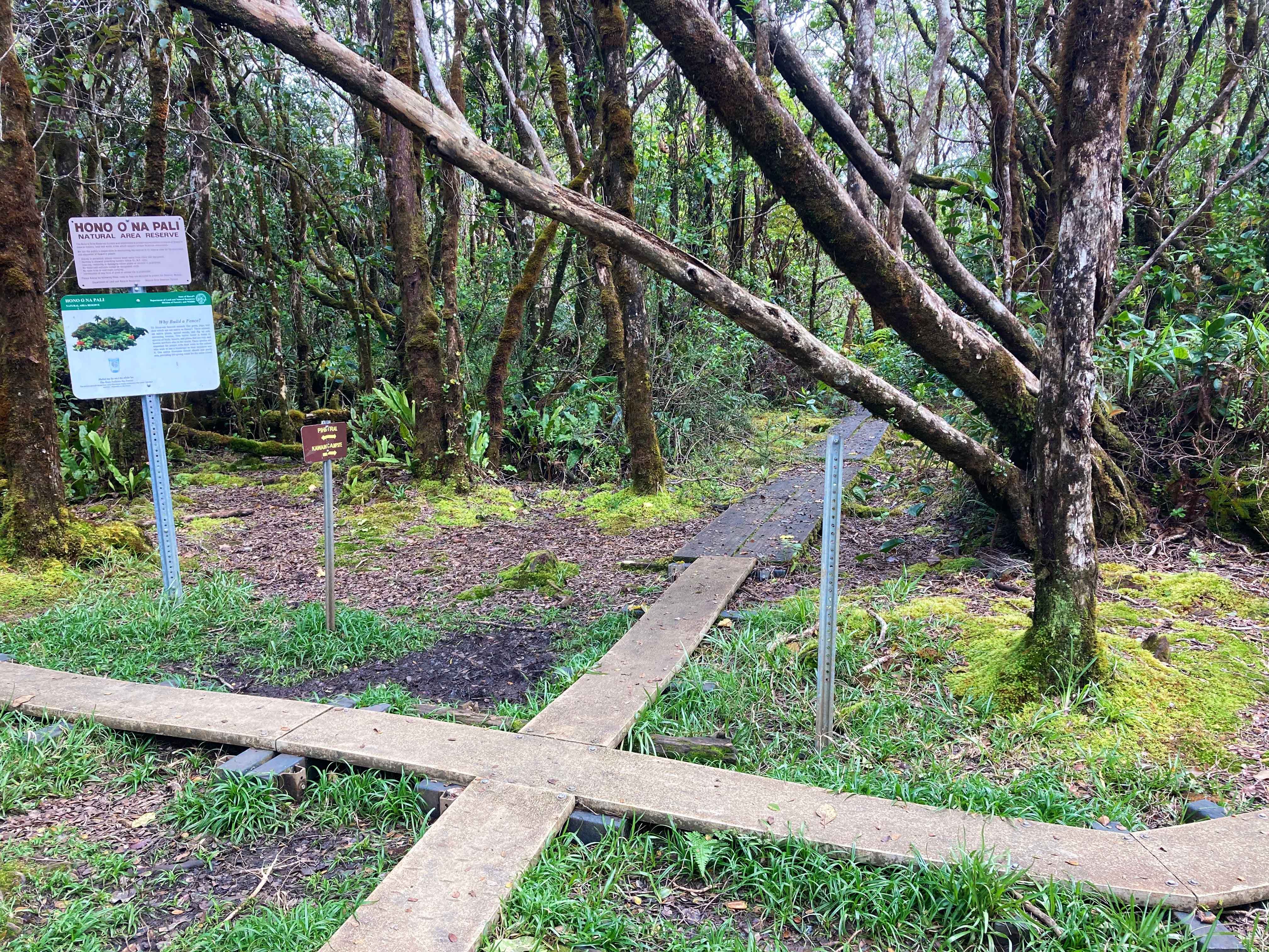 Pihea to Alakai Swamp trail intersection