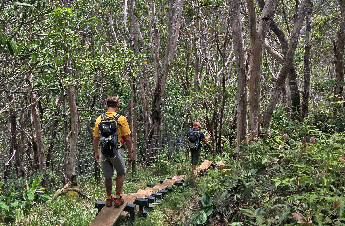 Descending Pihea Trail to Alakai Swamp Trail