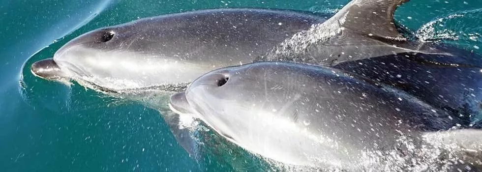 Dolphins swimming waikiki
