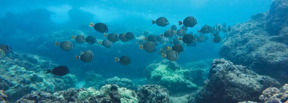 Snorkeling with reef fish hawaii