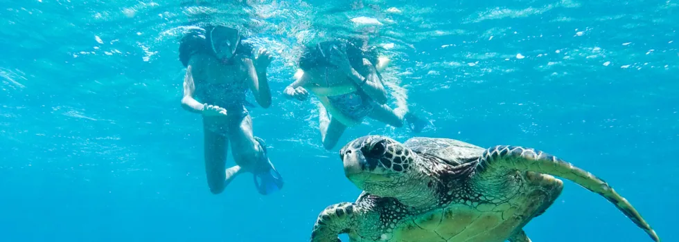 Snorkeling with turtles in hawaii
