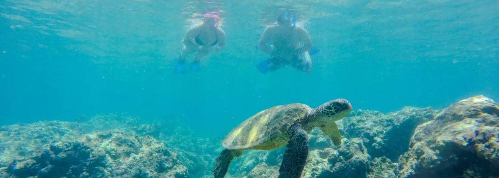 Turtle snorkeling on oahu