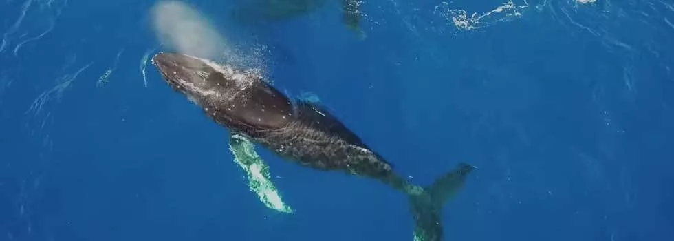 Whale watching catamaran waikiki