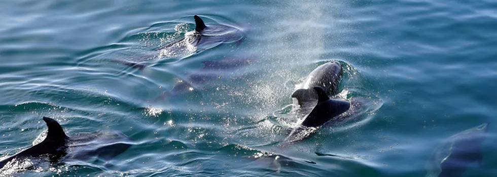 Dolphins in hilo bay tour