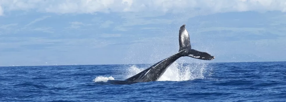 Whale maui