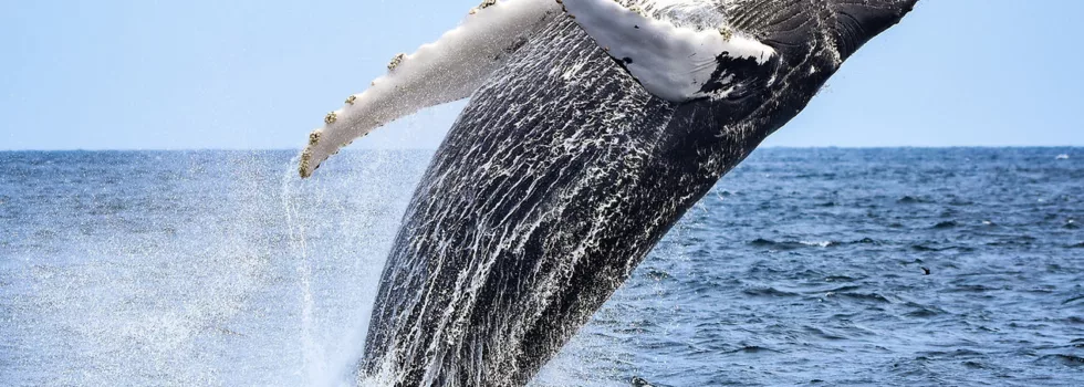 Whale breech waikiki