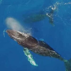 Waikiki Whale Watching Catamaran