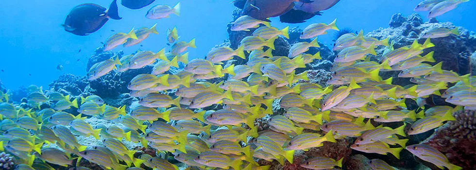 School of fish kauai