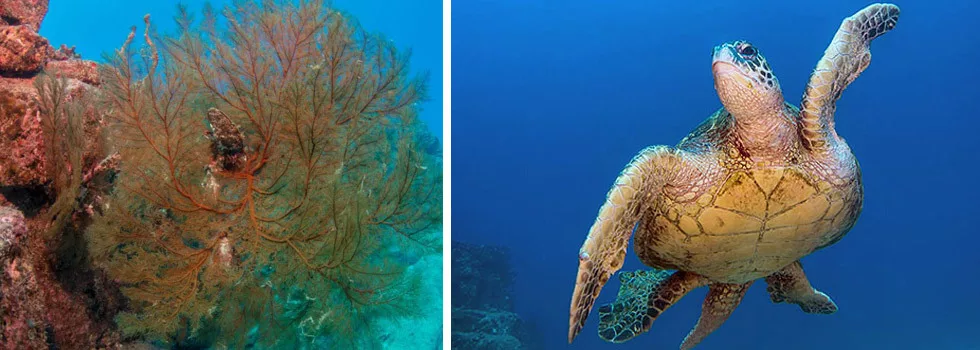 Scuba with turtles kauai