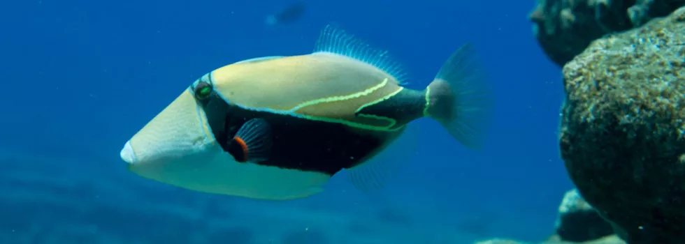 Snorkel catamaran niihau