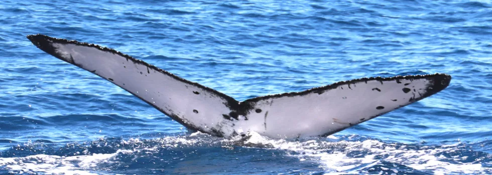 Whale watching dinner cruise waikiki