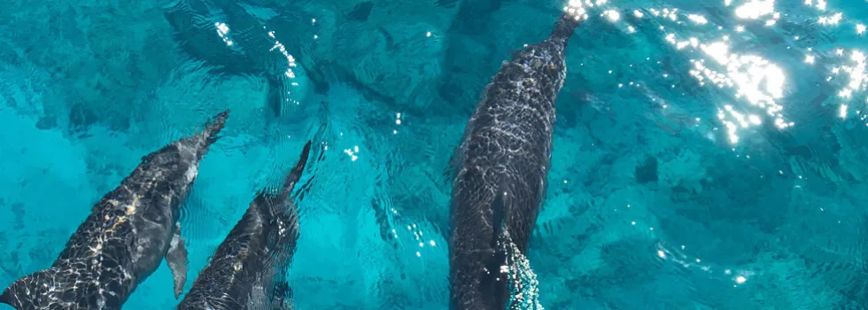 Dolphins waikiki boat cruise