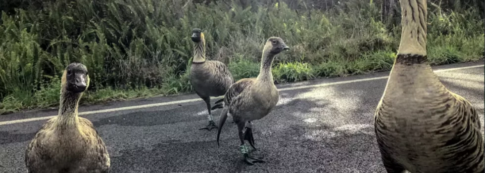 Nene goose volcano hawaii tour