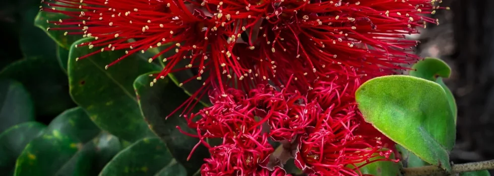 Ohia lehua tour guide volcano hawaii