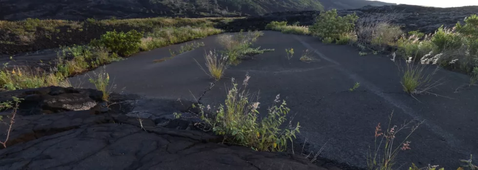 Private guided tour volcano hawaii