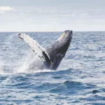 Humpback whale watching waikiki