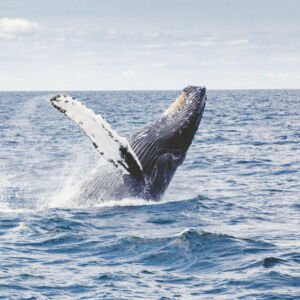 Private Waikiki Whale Watching Speedboat