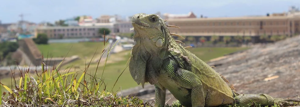 Puerto rico lizard