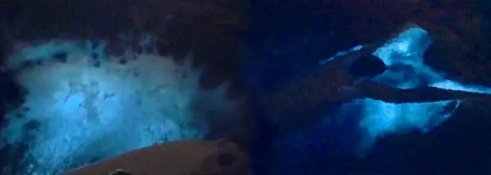 Bioluminescent bay swim puerto rico