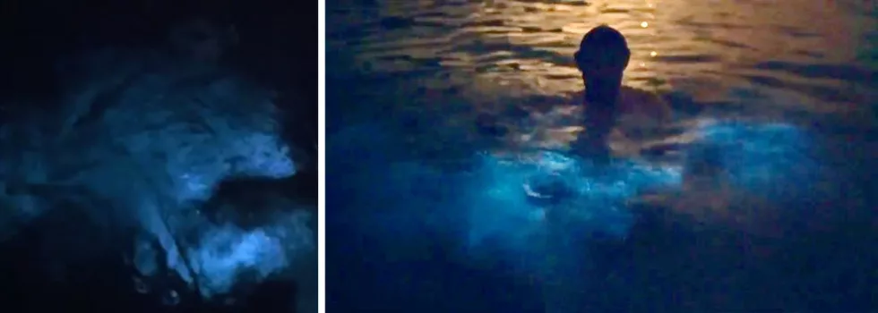 Bioluminescent night swim puerto rico