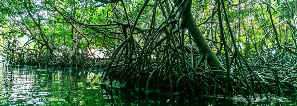 Puerto rico mangroves
