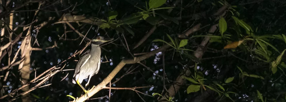 Puerto rico wild life bird heron