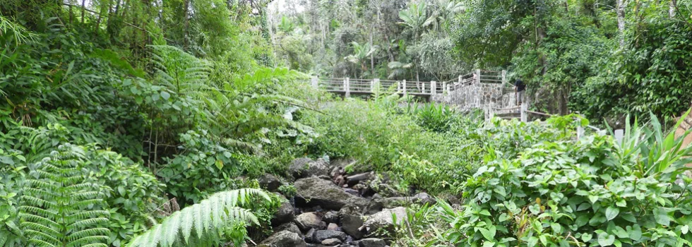 Puerto rico rainforest