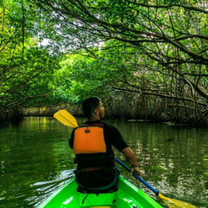 Bioluminescent Kayak + Beach + Rainforest Combo
