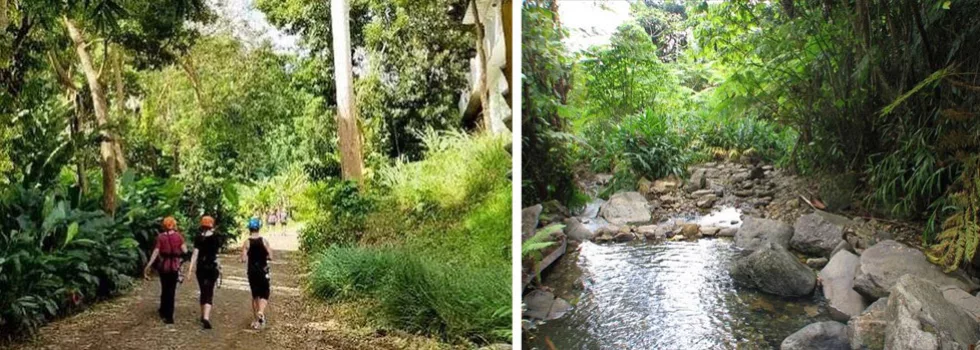 Hiking in puerto rico national forest
