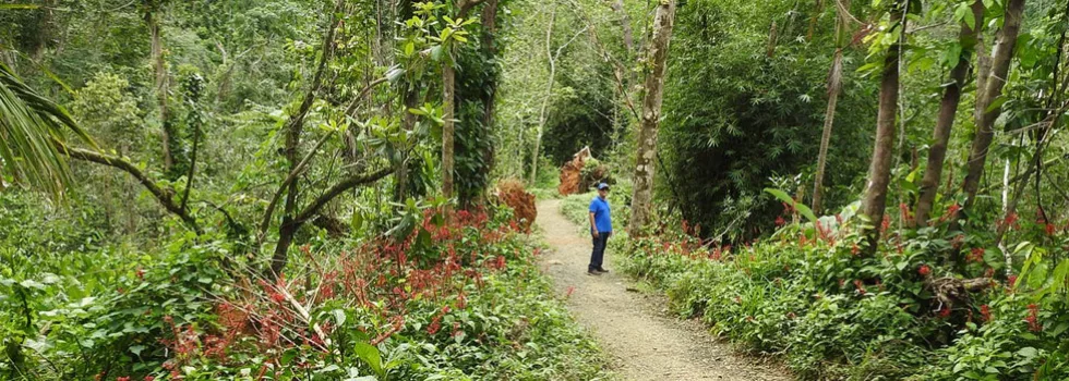 Hiking in puerto rico rainforest