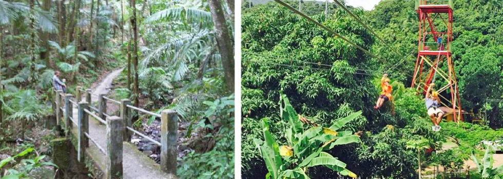 Rainforest zipline puerto rico