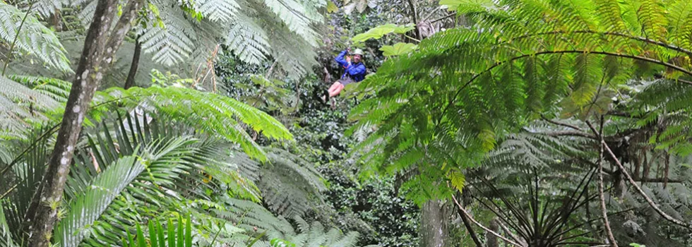 Zipline through jungle puerto rico