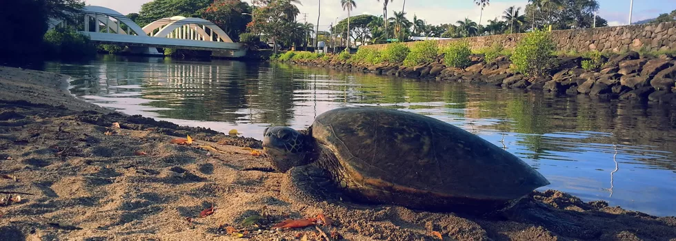 Turtle haleiwa tour