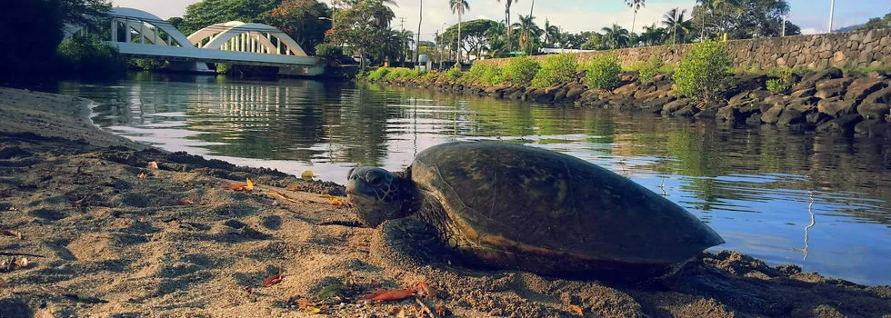 Turtle Haleiwa Tour