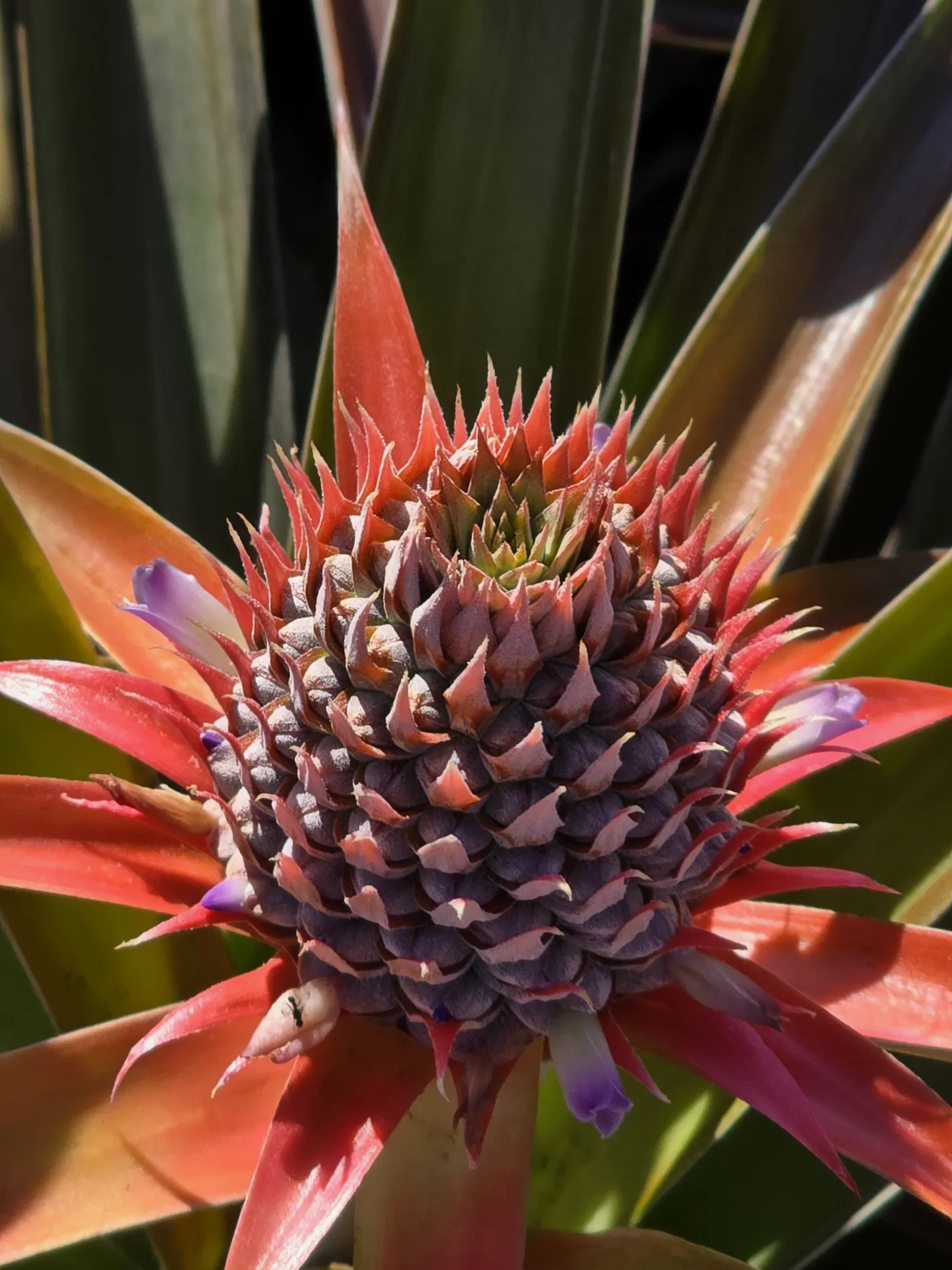 Photo of Pineapple Plantation Tour