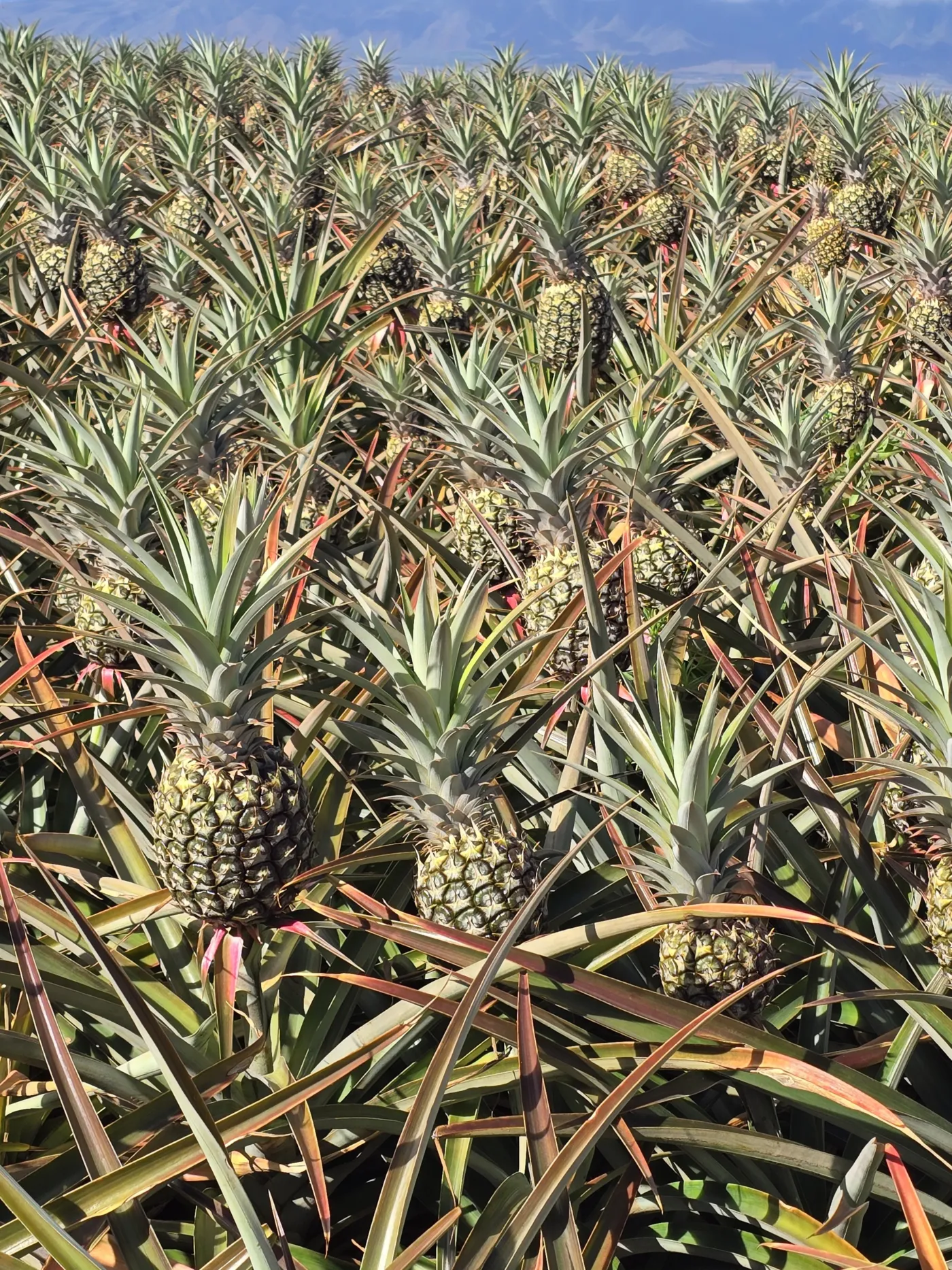 Photo of Pineapple Plantation Tour