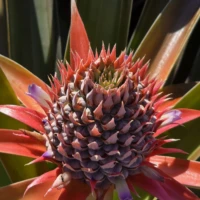Photo of Pineapple Plantation Tour