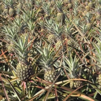 Photo of Pineapple Plantation Tour