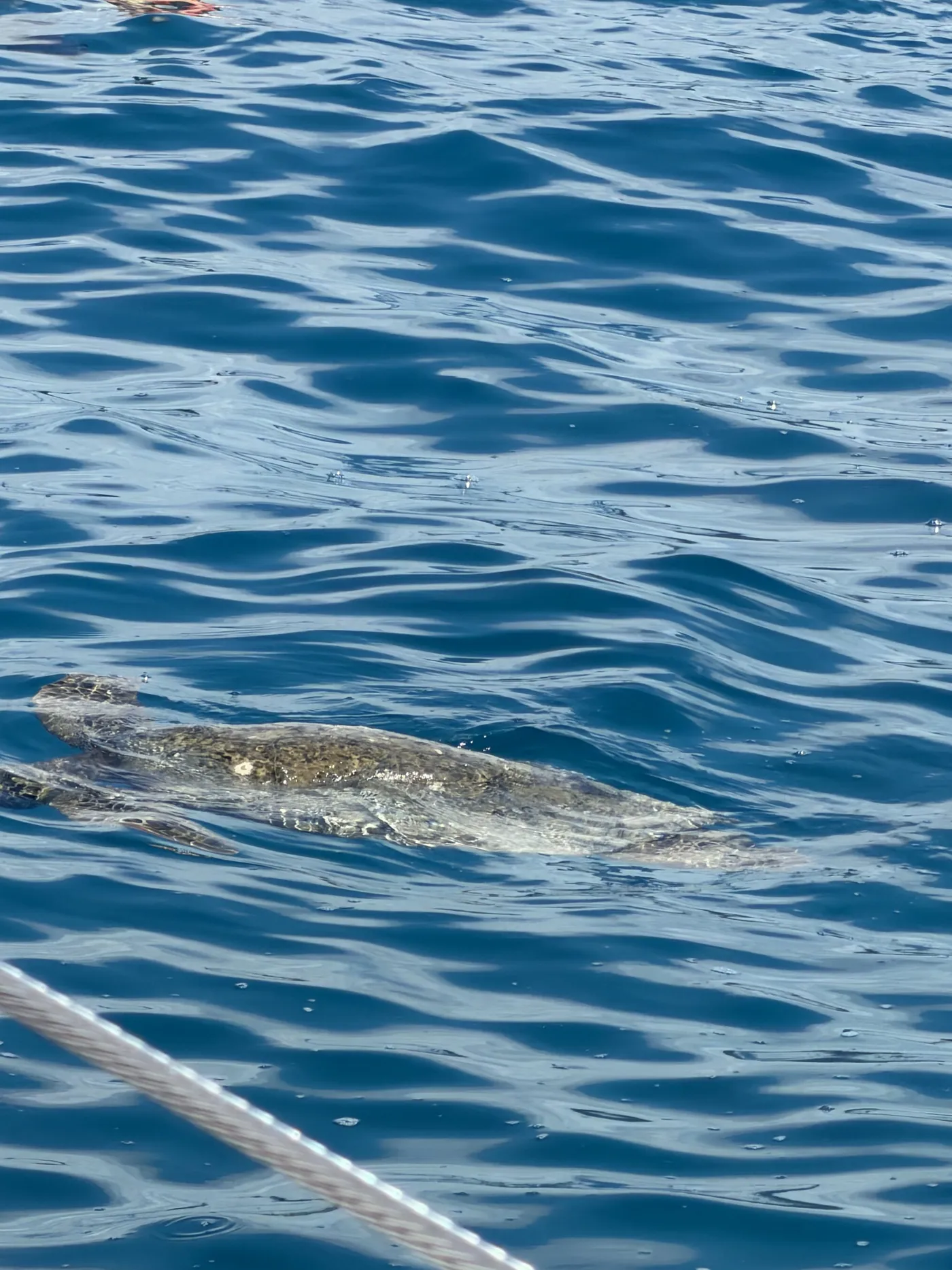 Photo of Waikiki Turtle Snorkeling Catamaran