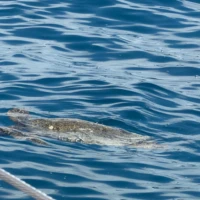 Photo of Waikiki Turtle Snorkeling Catamaran