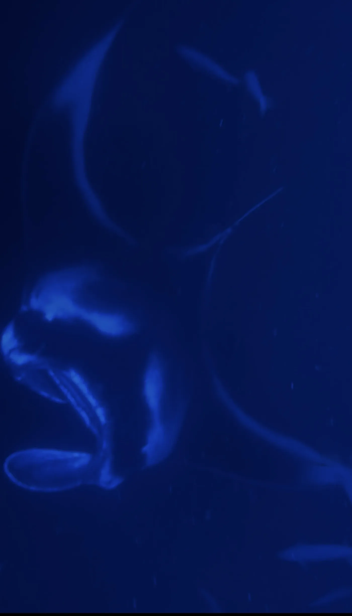 Photo of Moonlit Manta Ray Night Snorkel