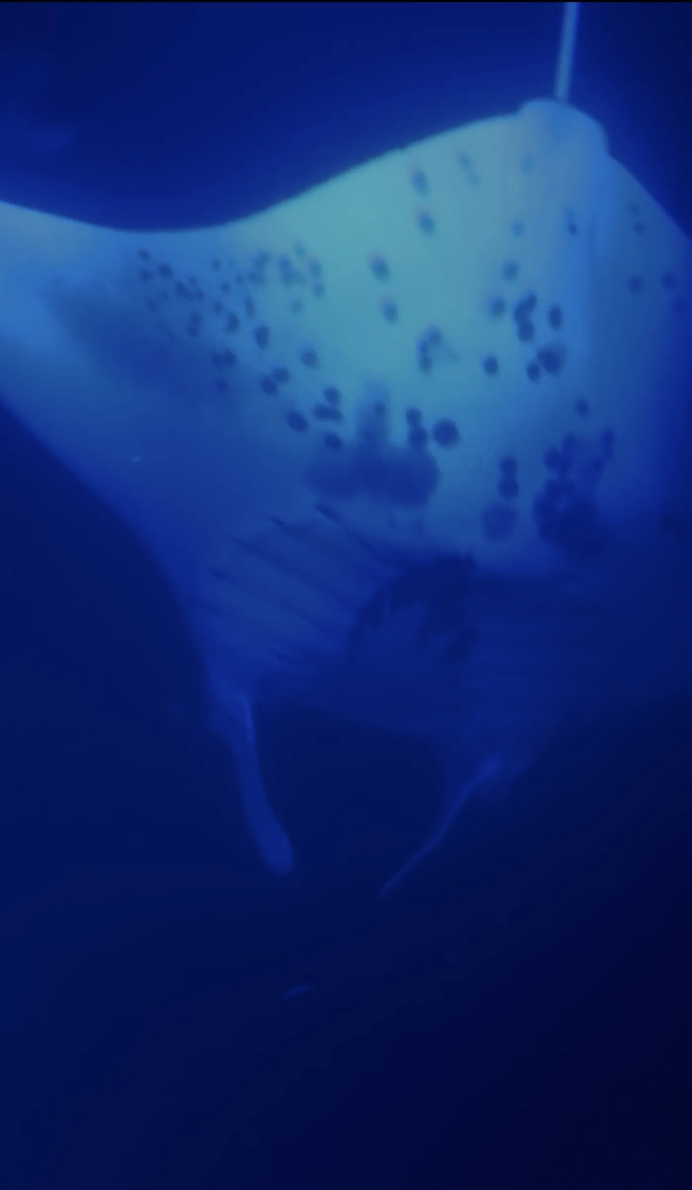 Photo of Moonlit Manta Ray Night Snorkel