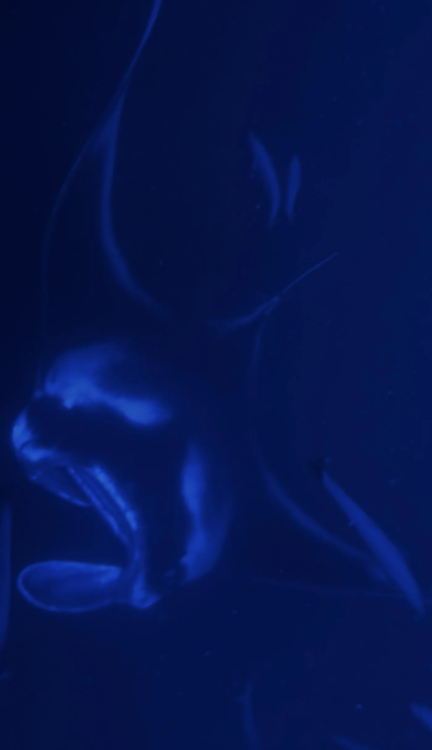 Photo of Moonlit Manta Ray Night Snorkel