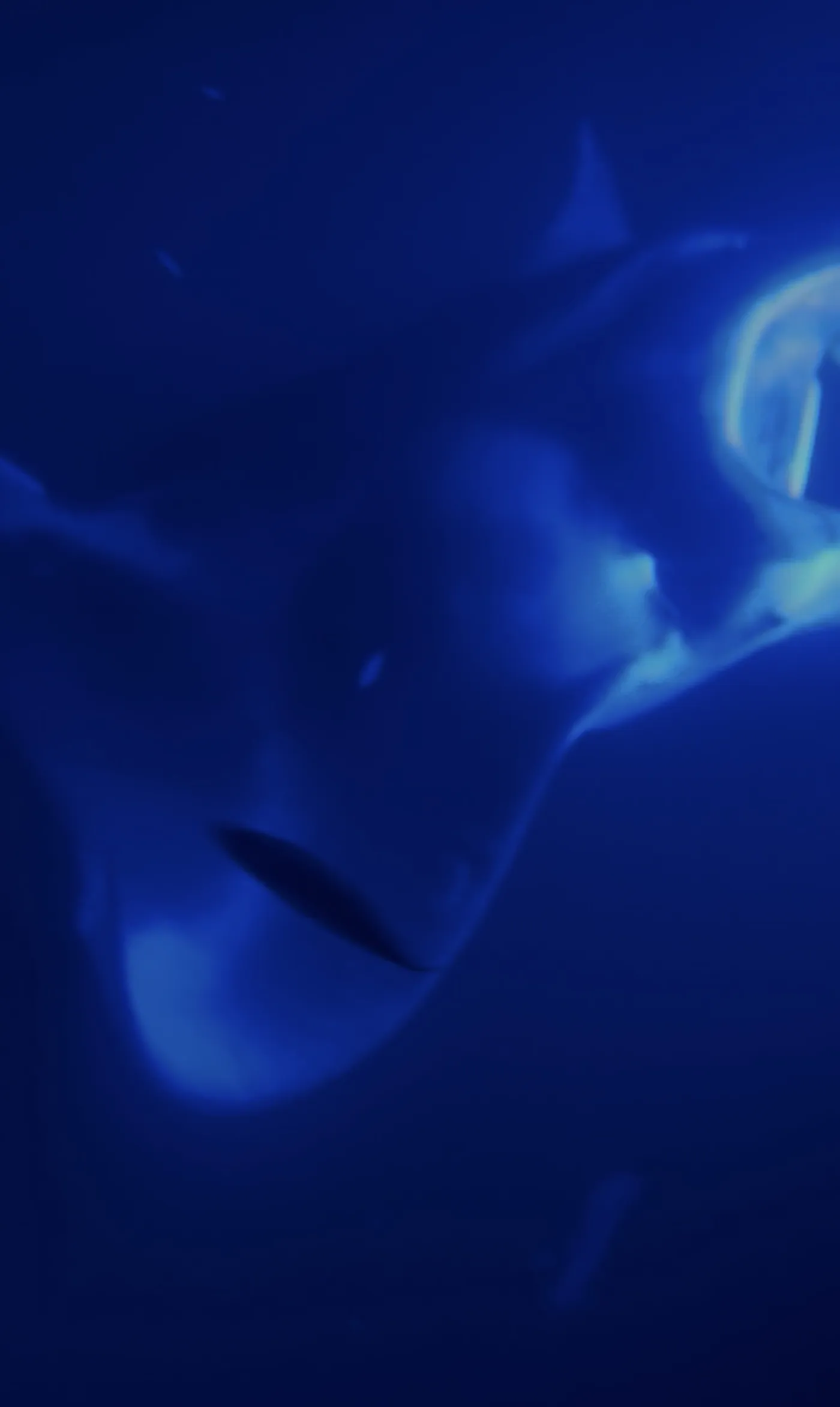 Photo of Moonlit Manta Ray Night Snorkel